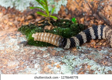 Rattle Snake In Wichita Mountains Oklahoma USA