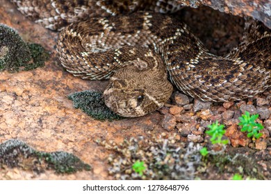 Rattle Snake In Wichita Mountains Oklahoma USA