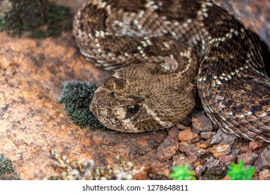 Rattle Snake In Wichita Mountains Oklahoma USA