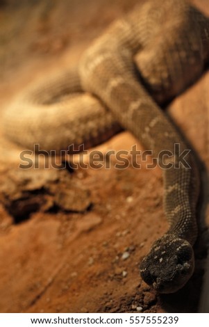 Similar – A small grass snake on the compost