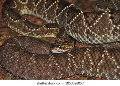 Rattlesnake Cascabel (Crotalus Durissus)