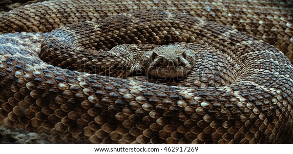 Rattlesnake Closeup Looking Into Camera Stock Photo (Edit Now) 462917269