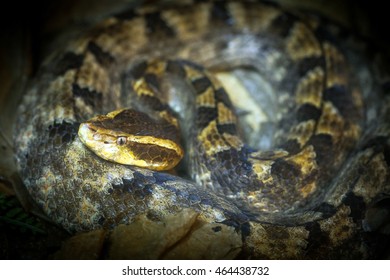 94 Northern pacific rattlesnake Images, Stock Photos & Vectors ...