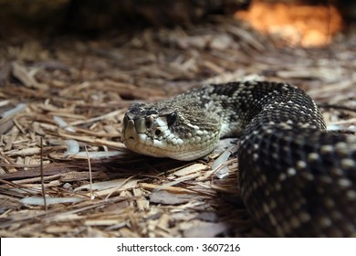 101 Ground rattler Images, Stock Photos & Vectors | Shutterstock