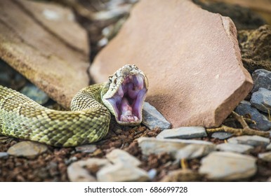 A Rattlesnake (Crotalus Oreganus) Ready To Bite / Attack, Showing His Snake's Fangs