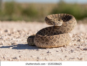 Rattlesnake Curled Ready To Bite, Defending Itself