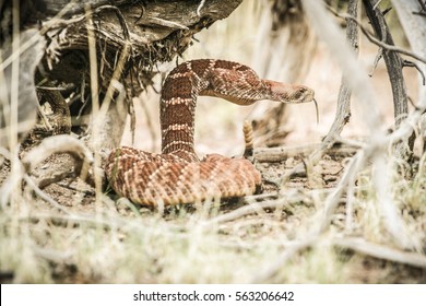 Rattlesnake In The Desert