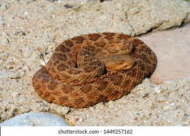 Rattlesnake Desert Summer Sun Grand Canyon National Park USA 