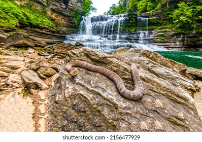 Rattlesnake on a rock by a mountain river. Dangerous rattlesnake on river rock. Rattlesnake at forest waterfall