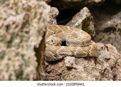 Rattlesnake Over The Jungle Ground 