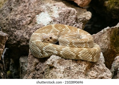 Rattlesnake Over The Jungle Ground 