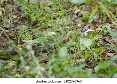 Rattlesnake Over The Jungle Ground 