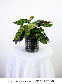 Rattlesnake Plant (Goeppertia Insignis - Calathea Lancifolia