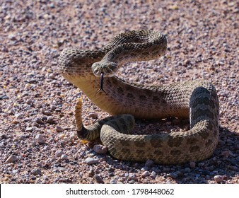 Rattlesnake Sitting Ready To Strike