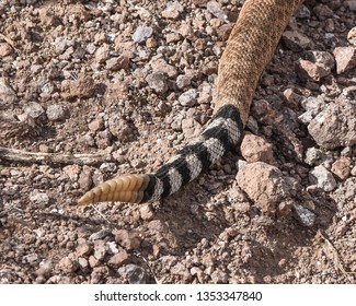 Rattlesnake Tail Closeup