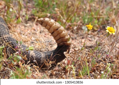 Rattlesnake Tail (Crotalus Oreganus Helleri)