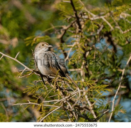 Similar – Jay in the morning light