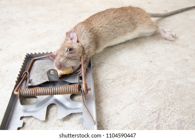 a rattrap killer