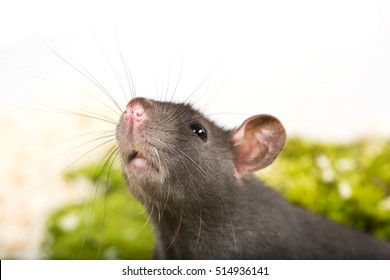 Rattus Norvegicus - Pet Rat