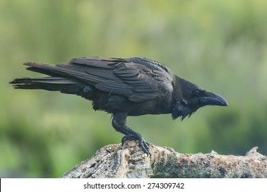 Raven