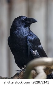 raven