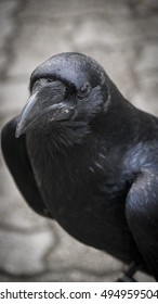 Raven