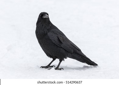 Raven
