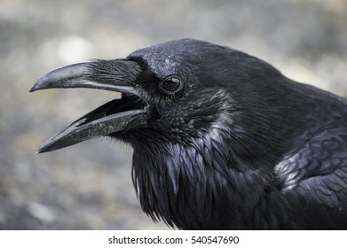 4,641 Raven face Images, Stock Photos & Vectors | Shutterstock