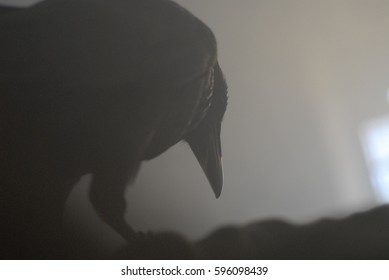 raven