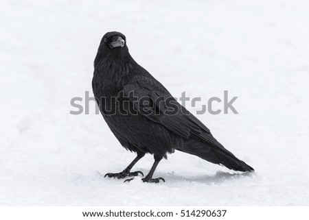 Raven
