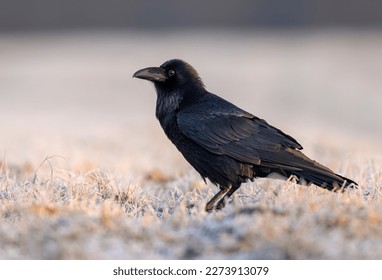 Raven bird ( Corvus corax ) close up