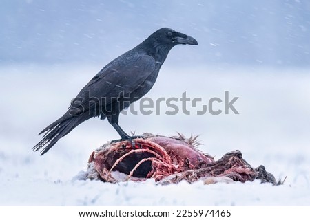 Raven bird eating dead animal in winter scenery 