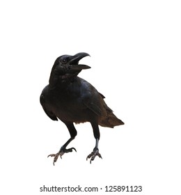 raven bird isolate on white background