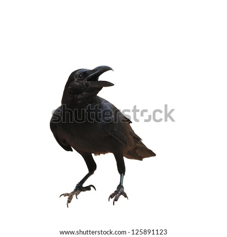 raven bird isolate on white background