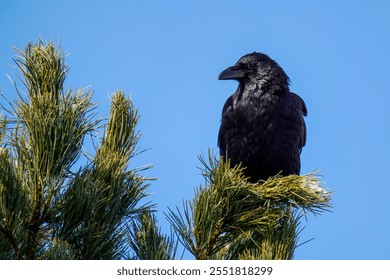 a raven bird perched on a swiss stone pine, pinus cembra, at a sunny autumn day with clear blue sky - Powered by Shutterstock