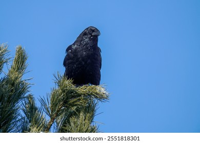 a raven bird perched on a swiss stone pine, pinus cembra, at a sunny autumn day with clear blue sky - Powered by Shutterstock