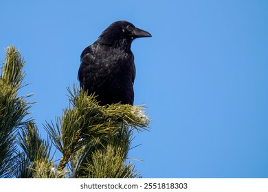 a raven bird perched on a swiss stone pine, pinus cembra, at a sunny autumn day with clear blue sky - Powered by Shutterstock