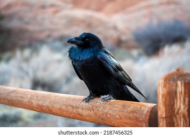 Raven Bird Sitting On A Fence Post With Feathers Puffed