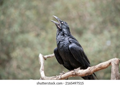 the raven is a black bird with a white eye - Shutterstock ID 2165497515