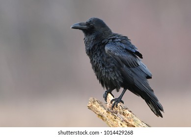 Raven Corvus Corax Stock Photo 1014429274 | Shutterstock