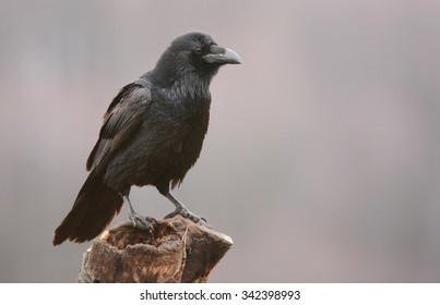 Raven Corvus Corax Stock Photo 1014429274 | Shutterstock