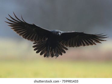 Raven (Corvus Corax)