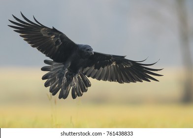 Raven (Corvus Corax)