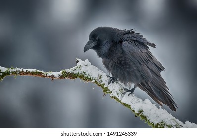 Raven (Corvus Corax) Close Up