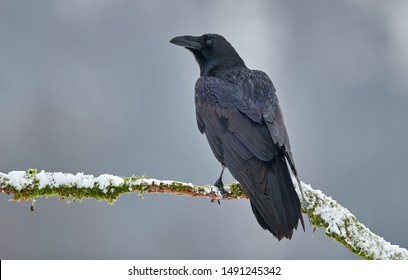 Raven (Corvus Corax) Close Up