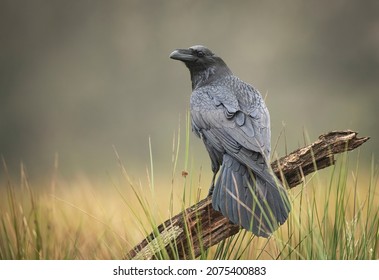 Raven ( Corvus Corax ) Close Up