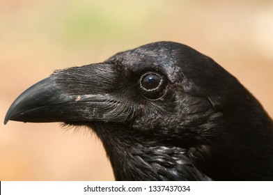 11,695 Raven eye Images, Stock Photos & Vectors | Shutterstock