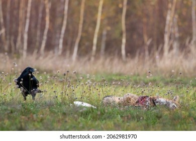 Raven, Corvus corax, red fox carrion, Vulpes vulpes, in the meadow, scavenger and carrion, raven's meal in the wild