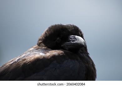 Raven Face With Grey Background