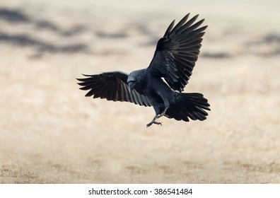 Raven Flight nude 394